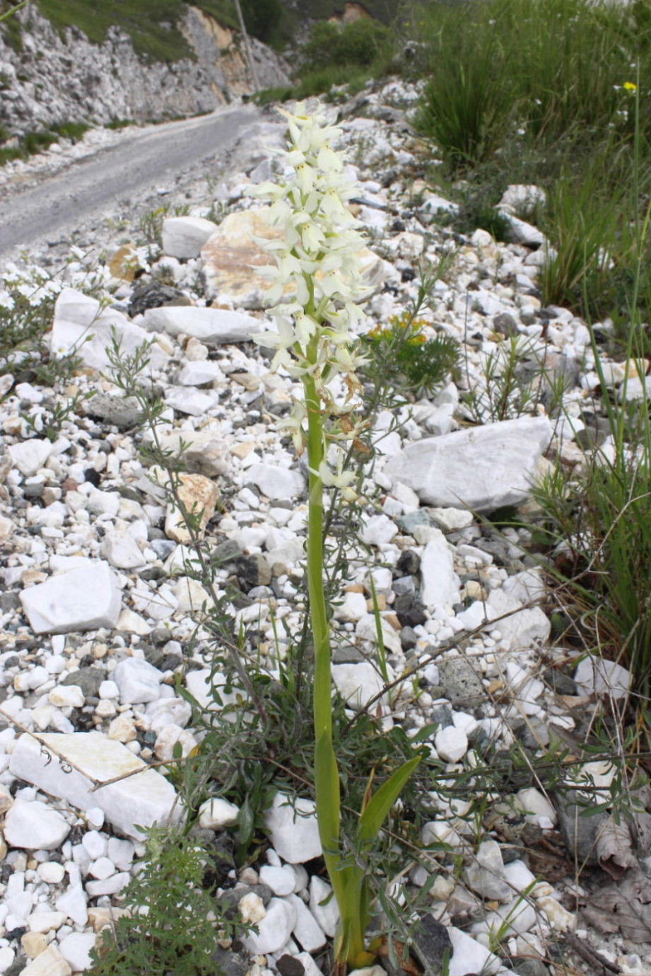 Orchis x colemanii